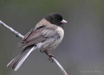 Dark-eyed Junco