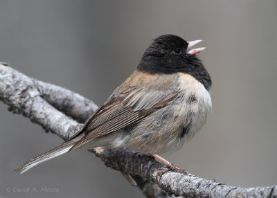 Dark-eyed Junco