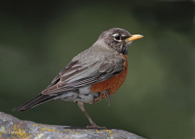 American Robin