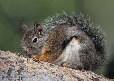 Douglas Squirrel