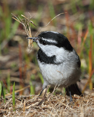 Mountain Chickadee