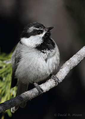 Mountain Chickadee