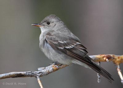 Western Wood-Pewee