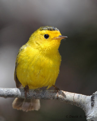 Wilson's Warbler
