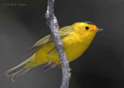 Wilson's Warbler