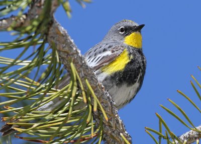 Yellow-rumped Warbler