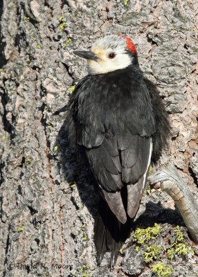 White-headed Woodpecker