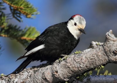 White-headed Woodpecker