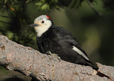 White-headed Woodpecker
