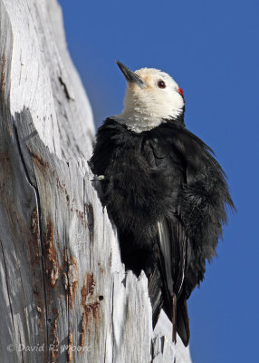White-headed Woodpecker