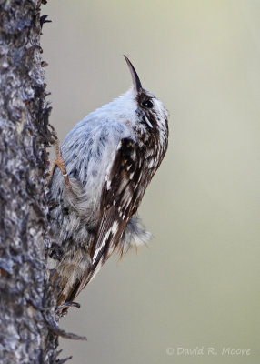 Brown Creeper