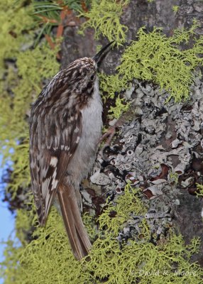 Brown Creeper