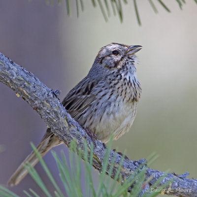 Lincoln's Sparrow