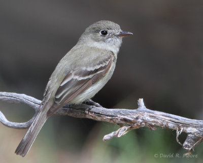 Dusky Flycatcher