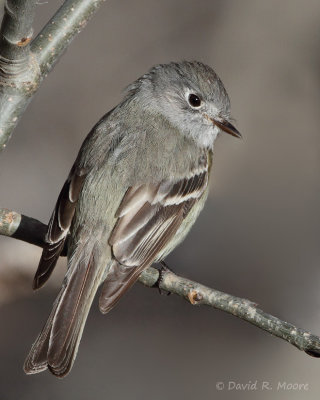 Empidonax sp.