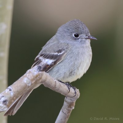 Empidonax sp.