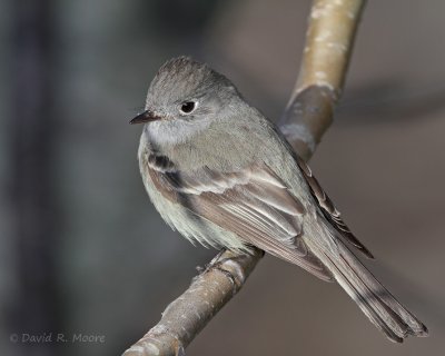 Empidonax sp.