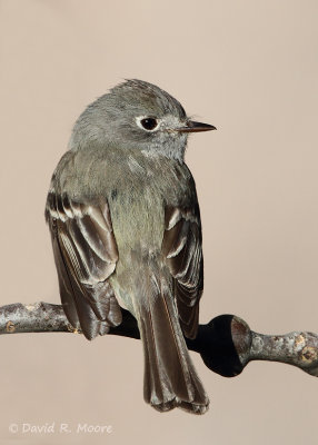 Empidonax sp.