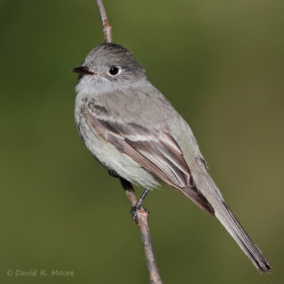 Empidonax sp.
