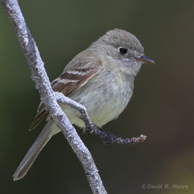Empidonax sp.