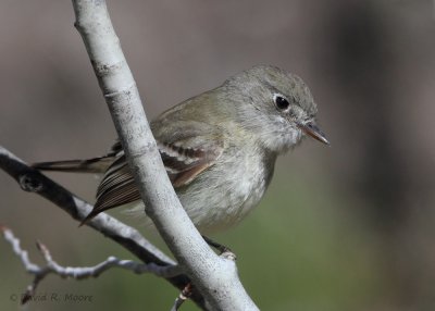 Empidonax sp.