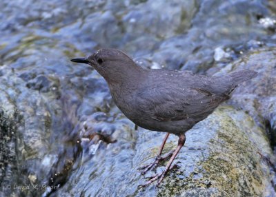 American Dipper