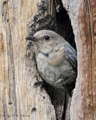 Mountain Bluebird, female