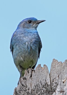 Mountain Bluebird, male