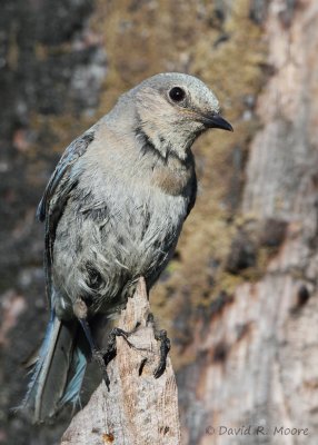 Mountain Bluebird, female