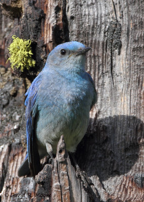 Mountain Bluebird, male