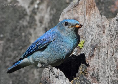 Mountain Bluebird, male