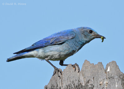Mountain Bluebird, male