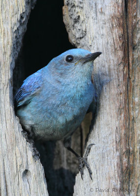 Mountain Bluebird, male