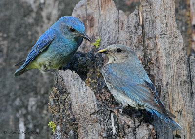 Mountain Bluebirds, pair