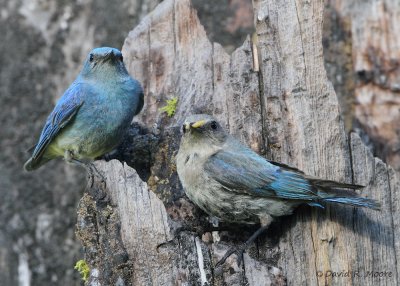 Mountain Bluebirds, pair