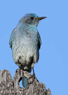Mountain Bluebird, male