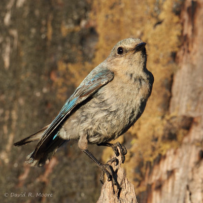Mountain Bluebird, female