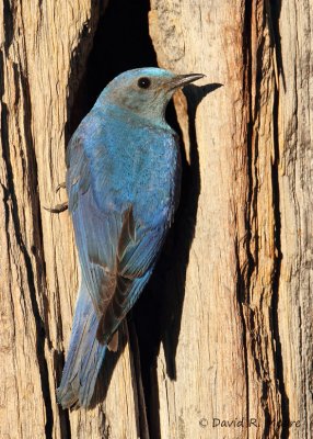 Mountain Bluebird, male