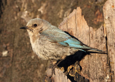 Mountain Bluebird, female