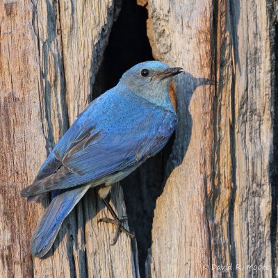Mountain Bluebird, male