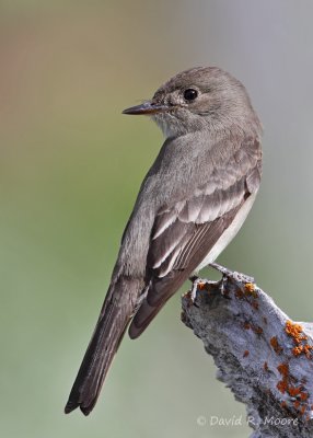 Western Wood-Pewee