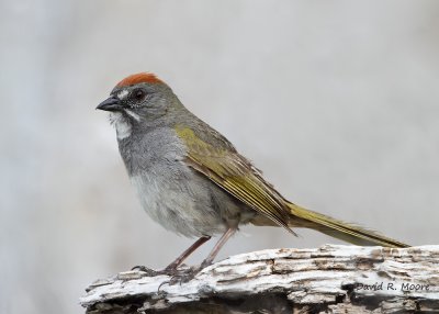 Green-tailed Towhee