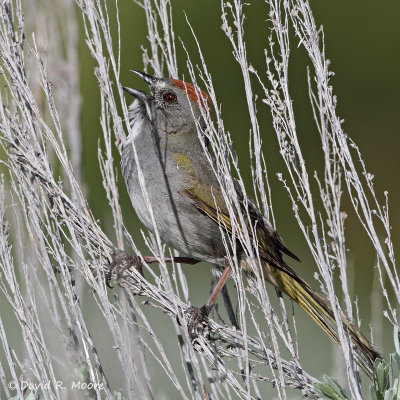 Green-tailed Towhee