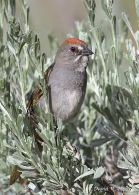 Green-tailed Towhee
