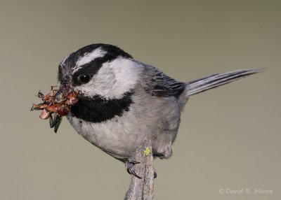 Mountain Chickadee