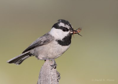 Mountain Chickadee
