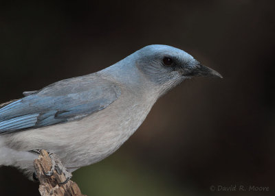 Mexican Jay