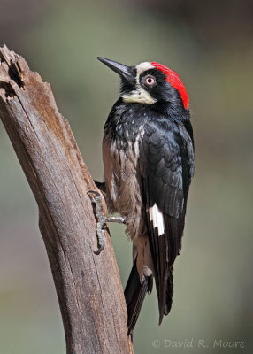 Acorn Woodpecker