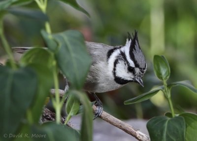 Bridled Titmouse