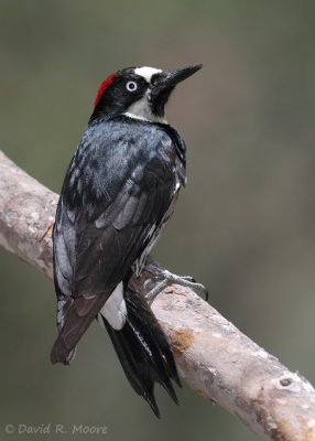 Acorn Woodpecker